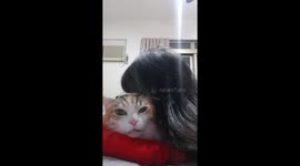 Bad-tempered cat meows to complain about being kissed by owner