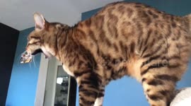 Auto-tuned cat returns with more beats and meows