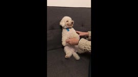 Lazy puppy