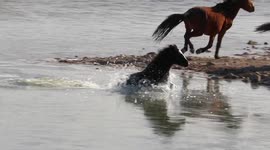 Young wild mustang gets startled falling through frozen pond in Nevada