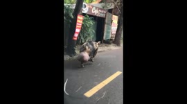Pig with gigantic testicles filmed waddling in Vietnam street