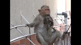 Grieving monkey mother carries mummified body of dead baby