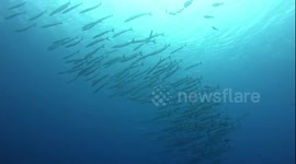 barracuda