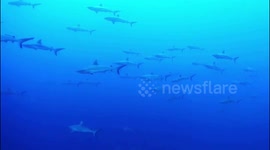 current shark