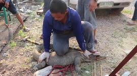 Loving lizards caught mating under factory floor in Thailand
