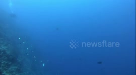 napoleon fish