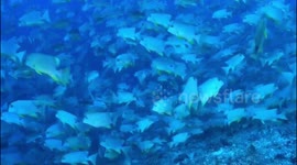 sea bream spawning period
