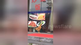 Hungry hen tries to eat food on restaurant sign in China’s Gansu