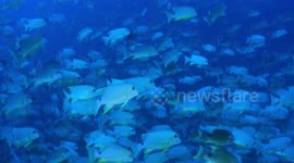 sea bream spawning period 2