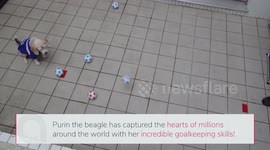 Talented dog attracts worldwide attention with incredible goalkeeping skills