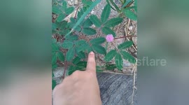 ‘Shy plant’ closes up and shrinks when touched