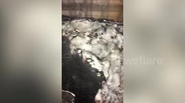 Family of four left 'homeless' after boy aged seven TORCHES flat by setting fire to sofa with lighter