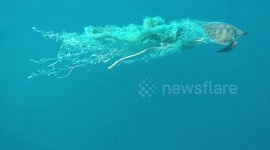 Amazing rescue for a turtle stuck in fishing nets in the Maldives part 1