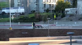 Funny moment turkeys attack US college student