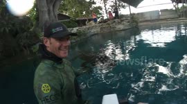 Meet the alligator so tame humans can get in the water with him