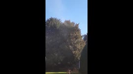 Yes tree shedding pollen