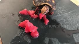 Turtle eating tomato