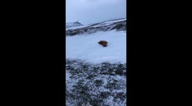 Dogs sliding, rolling and playing