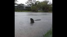 Manatee makes surprise appearance on rainy day at lake in Florida
