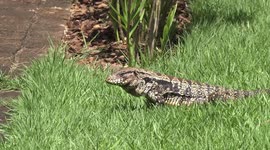 Impressive Black and White Tegu lizard sunning, walking, tongue flicking