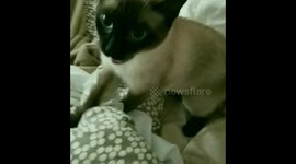 Siamese cat with wide eyes miaows at her owner