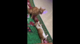 Funny Cat