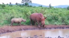 Rhino calf risks its life approaching randy bull wanting to mate with its mum