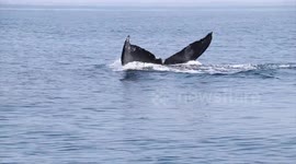 Whale watching in Guatemala