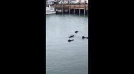 Sea Otters in Morro Bay, California