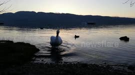 Family picnic is gate crashed by hungry swan!