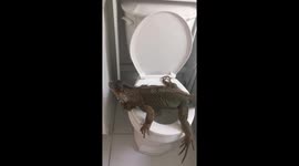 Iguana uses the toilet like a human.