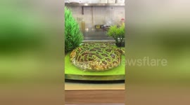 Is that on the menu? Rare pancake-like frog displayed at Taiwan cafe