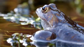 Frog in the Pond