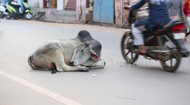 Holy cow! Bovine stays fast asleep in middle of busy street traffic