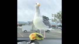 Pesky seagull wants my breakfast!