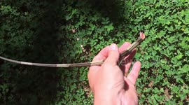 Severed iguana tail thrashes like snake in grass