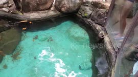 The amazing animal