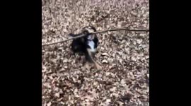 One-year-old puppy determined to play with gigantic stick in Epping Forest