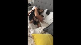 Cute, excitable ocker spaniel puppy gives the best wake up call