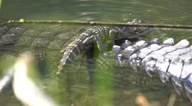 Brave tiny alligator rests on mum's back before going for a solo swim