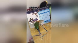 Parrot 'dresses up' by ripping up calendar to make fake tail feathers