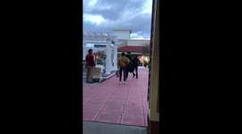 Father and Son fight over too much shopping!