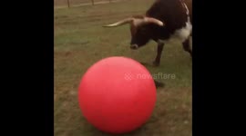 Huge longhorn bull loves playing with ball until he accidentally deflates it