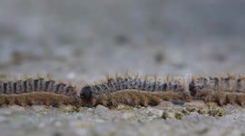 The Processionary Caterpillars Unique Behaviour (Clip 1 of 6) / RAW Footage