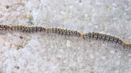 The Processionary Caterpillars Unique Behaviour (Clip 2 of 6) / RAW Footage