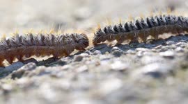 The Processionary Caterpillars Unique Behaviour (Clip 4 of 6) / RAW Footage