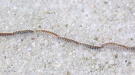 The Processionary Caterpillars Unique Behaviour (Clip 5 of 6) / RAW Footage