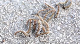 PILE UP! The Processionary Caterpillars Unique Behaviour  / RAW Footage (Clip 6 of 6)