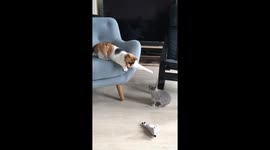 Scaredy-cat can't handle tiny bunny