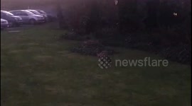 Football playing fox